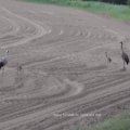 vom Hochstand gesehen: Kranich (Grus grus)