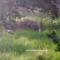 vom Hochstand gesehen: Kraniche (Grus grus) an der Kirre