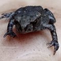 Erdkröte (Bufo bufo-Komplex), ca 1cm groß

nach Bundesartenschutzverordnung (BArtSchV) und 
Bundesnaturschutzgesetz (BNatSchG): besonders geschützt, Lurch des Jahres 2012 :D