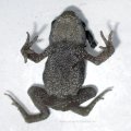 Erdkröte (Bufo bufo-Komplex), ca 1cm groß, stellt sich tot

nach Bundesartenschutzverordnung (BArtSchV) und 
Bundesnaturschutzgesetz (BNatSchG): besonders geschützt, Lurch des Jahres  2012 :D