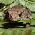 Erdkröte (Bufo bufo-Komplex), ca 2 cm groß

nach Bundesartenschutzverordnung (BArtSchV) und 
Bundesnaturschutzgesetz (BNatSchG): besonders geschützt, Lurch des Jahres 2012 :D