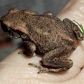 Erdkröte (Bufo bufo-Komplex), ca 2 cm groß

nach Bundesartenschutzverordnung (BArtSchV) und 
Bundesnaturschutzgesetz (BNatSchG): besonders geschützt, Lurch des Jahres 2012 :D