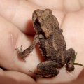 Erdkröte (Bufo bufo-Komplex), ca 2 cm groß

nach Bundesartenschutzverordnung (BArtSchV) und 
Bundesnaturschutzgesetz (BNatSchG): besonders geschützt, Lurch des Jahres 2012 :D