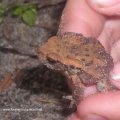 Erdkröte (Bufo bufo-Komplex), ca 2 cm groß

nach Bundesartenschutzverordnung (BArtSchV) und 
Bundesnaturschutzgesetz (BNatSchG): besonders geschützt, Lurch des Jahres 2012 :D