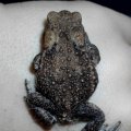 Erdkröte (Bufo bufo-Komplex), ca 4 cm groß

nach Bundesartenschutzverordnung (BArtSchV) und 
Bundesnaturschutzgesetz (BNatSchG): besonders geschützt, Lurch des Jahres 2012 :D