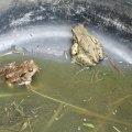 Stelldichein im Gartentümpel

Erdkröte (Bufo bufo-Komplex), ca 4 cm groß

nach Bundesartenschutzverordnung (BArtSchV) und
Bundesnaturschutzgesetz (BNatSchG): besonders geschützt, Lurch des Jahres 2012