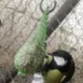 Kohlmeise (Parus major)