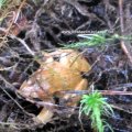 Moorfrosch (Rana arvalis), während der Laichzeit im Frühjahr können die Männchen oberseits bläulich gefärbt sein.