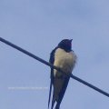 Rauchschwalbe (Hirundo rustica)