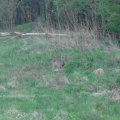 vom Hochstand gesehen: Reh (Capreolus capreolus)