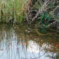 Ringelnatter (Natrix natrix) - hier in einem Gartenteich

Bundesnaturschutzgesetz (BNatSchG): besonders geschützt, Rote Liste Bundesrepublik Deutschland: V – Vorwarnliste 

Hiermit bedanke ich mich für das zur Verfügung gestellte Foto ganz herzlich.