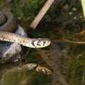 Ringelnatter (Natrix natrix)

Bundesnaturschutzgesetz (BNatSchG): besonders geschützt, Rote Liste Bundesrepublik Deutschland: V – Vorwarnliste 

Hiermit bedanke ich mich für das zur Verfügung gestellte Foto ganz herzlich.