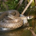 Ringelnatter (Natrix natrix)

Bundesnaturschutzgesetz (BNatSchG): besonders geschützt, Rote Liste Bundesrepublik Deutschland: V – Vorwarnliste 

Hiermit bedanke ich mich für das zur Verfügung gestellte Foto ganz herzlich.