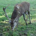 Rothirsch (Cervus elaphus)