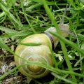 Hain-Bänderschnecke (Cepaea nemoralis) – auch Hain-Schnirkelschnecke oder Schwarzmündige Bänderschnecke