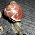 Hain-Bänderschnecke (Cepaea nemoralis) – auch Hain-Schnirkelschnecke oder Schwarzmündige Bänderschnecke