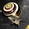 Garten-Bänderschnecke (Cepaea hortensis), auch Weißmündige Bänderschnecke oder Garten-Schnirkelschnecke