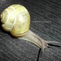 Garten-Bänderschnecke (Cepaea hortensis), auch Weißmündige Bänderschnecke oder Garten-Schnirkelschnecke