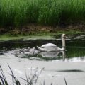 der Höckerschwan (Cygnus olor) hat am Hochstand erfolgreich gebrütet