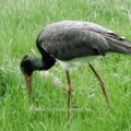 Schwarzstorch (Ciconia nigra)