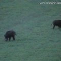 vom Hochstand aus gesehen: Wildschwein (Sus scrofa)