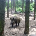 Wildschwein (Sus scrofa)