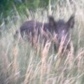 Wildschwein (Sus scrofa) - leider auf größerer Entfernung mit dem Handy aufgenommen