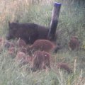 Wildschwein (Sus scrofa) - leider auf größerer Entfernung mit dem Handy aufgenommen