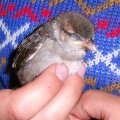 junger Haussperling (Passer domesticus), mit dem Nest abgestürzt

Vogel des Jahres 2002 lol