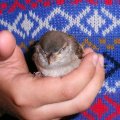 junger Haussperling (Passer domesticus), mit dem Nest abgestürzt