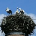 Weißstorch (Ciconia ciconia)