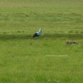 als der Storch in Biegen noch blau war