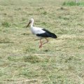 Weißstorch (Ciconia ciconia)