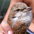 junger Neuntöter (Lanius collurio) oder Rotrückenwürger,  Dickkopp, Falkensänger,Dorndreher (Totfund)

Vogel des Jahres 1985 :D Zugvogel.