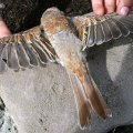 junger Neuntöter (Lanius collurio) oder Rotrückenwürger,  Dickkopp, Falkensänger,Dorndreher (Totfund)

Vogel des Jahres 1985 :D Zugvogel.