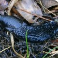 Schwarze Wegschnecke (Arion ater), auch Große Schwarze Wegschnecke oder Große Wegschnecke