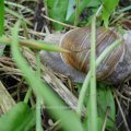 Weinbergschnecke (Helix pomatia), 

In Deutschland unter Naturschutz: „besonders geschützt“ nach Anlage 1 zur Bundesartenschutzverordnung.