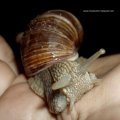 Weinbergschnecke (Helix pomatia), 

In Deutschland unter Naturschutz: „besonders geschützt“ nach Anlage 1 zur Bundesartenschutzverordnung.