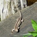 Zauneidechse (Lacerta agilis), female,

FFH-Richtlinie: Anhang IV (streng zu schützende Art), Bundesnaturschutzgesetz (BNatSchG): streng geschützt, Rote Liste Bundesrepublik Deutschland: V – Vorwarnliste