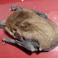 Totfund. Zwergfledermaus (Pipistrellus pipistrellus) Familie der Glattnasen (Vespertilionidae),  meistverbreiteste europäische Fledermausart. 

Körpergröße bis 4,5 cm, Spannweite bis zu 25 cm,  Gewicht 3,5 bis 7 g.

Nahrung: kleine Insekten (u.a. Mücken, Köcherfliegen,  Nachtfalter) 

Die Zwergfledermaus steht unter Naturschutz.  In der Roten Liste der BRD wird sie nicht geführt (nicht gefährdet), auf der roten Liste der IUCN 2006 gilt sie als least concern (geringste Besorgnis). In weiten Teilen Europas gilt sie als häufig, und einige Populationen wachsen sogar an. Dennoch existiert eine Bedrohung durch Quartierverlust.