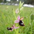 vermutlich Bertolonis Ragwurz (Ophrys bertolonii), eine Orchidee der Gattung Ragwurzen (Ophrys).

Das Verbreitungsgebiet erstreckt sich über die Apenninen- und Balkanhalbinsel bis Montenegro. Bertolonis Ragwurz findet man auf Magerrasen, Garriguen, in lichten Wäldern und Gebüschen mit frischen bis trockenen, basenreichen Böden. Im Gebirge wächst Bertolonis Ragwurz bis auf Höhenlagen von 1200 Metern.
Diese wurde auf einer Wiese beim Sanktuarium Santa Maria dAnglona gefunden, die als Parlplatz genutzt wurde.