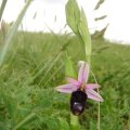 vermutlich Bertolonis Ragwurz (Ophrys bertolonii), eine Orchidee der Gattung Ragwurzen (Ophrys).

Das Verbreitungsgebiet erstreckt sich über die Apenninen- und Balkanhalbinsel bis Montenegro. Bertolonis Ragwurz findet man auf Magerrasen, Garriguen, in lichten Wäldern und Gebüschen mit frischen bis trockenen, basenreichen Böden. Im Gebirge wächst Bertolonis Ragwurz bis auf Höhenlagen von 1200 Metern.
Diese wurde auf einer Wiese beim Sanktuarium Santa Maria dAnglonagefunden, die als Parkplatz genutzt wurde.