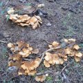 Muschelkrempling (Paxillus panuoides), Gruben- oder Fächerschwamm