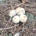 Flaschen-Stäubling (Lycoperdon perlatum, syn. L. gemmatum), auch Flaschenbovist, zählt jetzt zu den Champignonverwandten (Agaricaceae).
Junge Flaschenstäublinge sind, solange das Innere noch weiß ist, essbar und können auch roh gegessen werden.