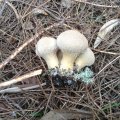 Flaschen-Stäubling (Lycoperdon perlatum, syn. L. gemmatum), auch Flaschenbovist, zählt jetzt zu den Champignonverwandten (Agaricaceae).

Junge Flaschenstäublinge sind, solange das Innere noch weiß ist, essbar und können auch roh gegessen werden.