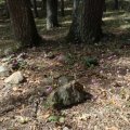 San Severino Lucano, Europäisches Alpenveilchen (Cyclamen purpurascens), auch Wildes Alpenveilchen