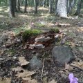 San Severino Lucano,  Gemeiner Wurzelschwamm (Heterobasidion annosum), verursacht im Holz eine Weißfäule im Kernholz, die aufgrund ihrer rötlich-bräunlichen Farbe auch als Rotfäule bezeichnet wird.