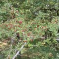 San Severino Lucano,  Zweigriffeliger Weißdorn (Crataegus laevigata)