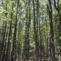 Pollino, nahe eines Esskastanienwaldes ( Edelkastanie, Castanea sativa)