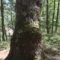 Eiche (Quercus) in Pollino